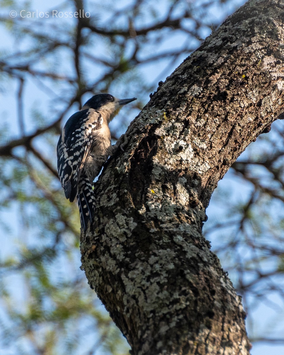 White-fronted Woodpecker - ML251319331