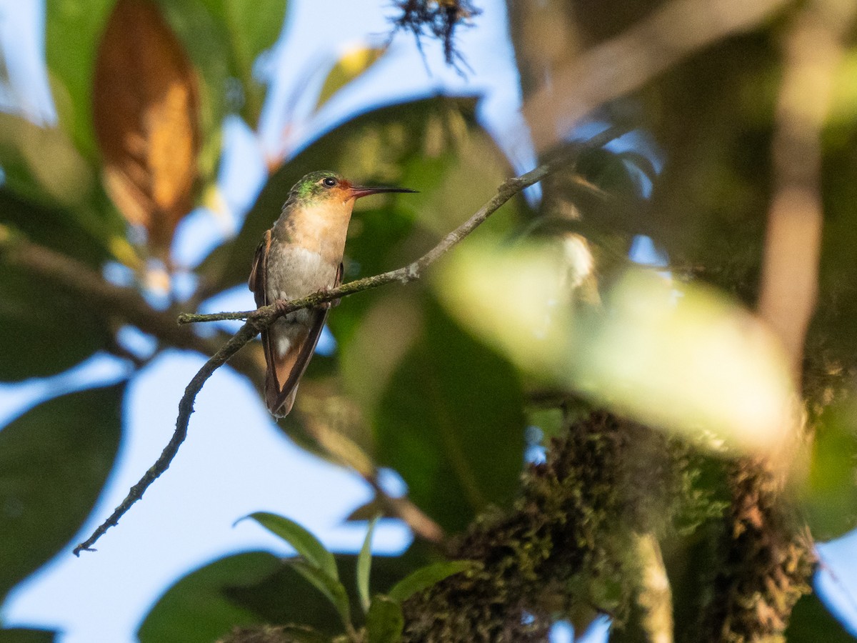 Pirre Hummingbird - ML251320121