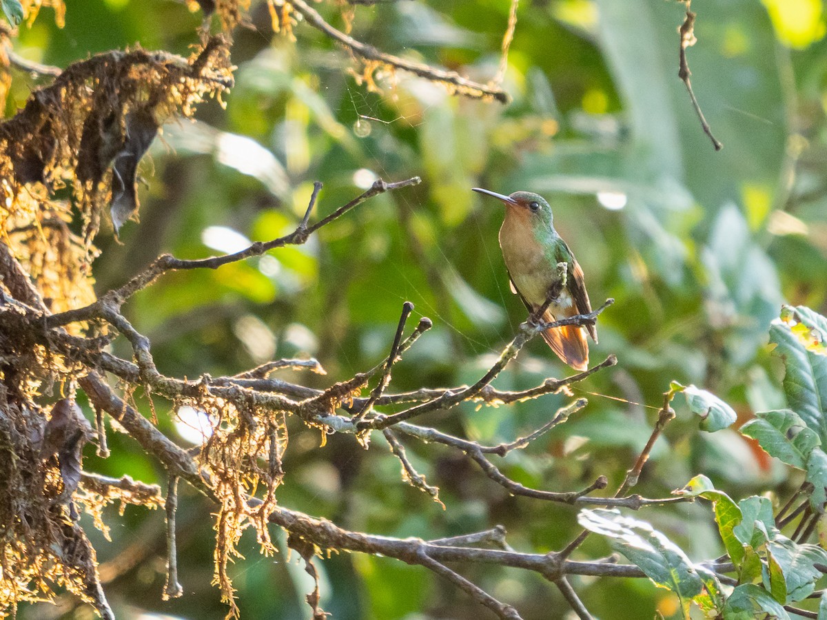 Pirre Hummingbird - ML251320151