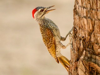  - Speckle-throated Woodpecker