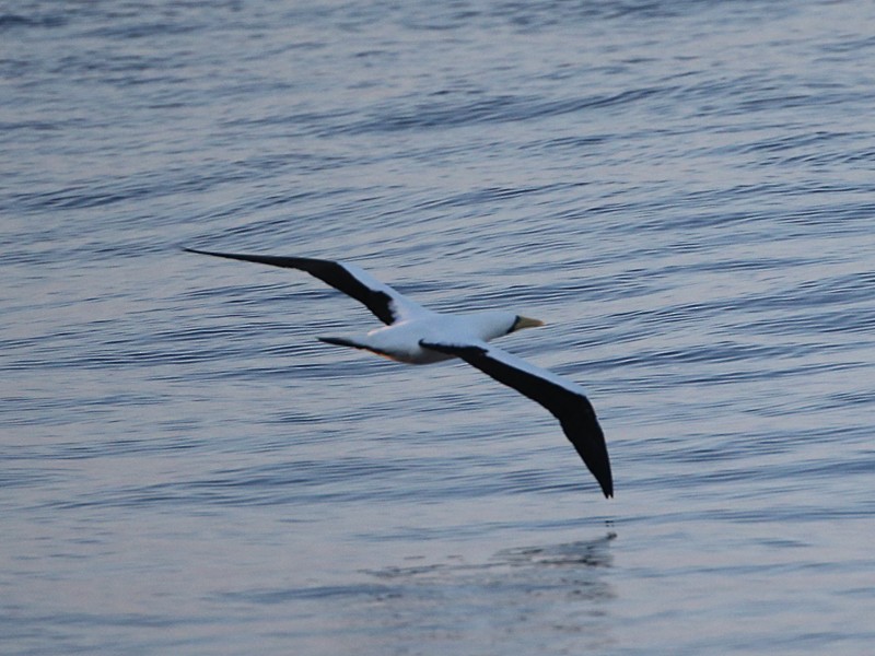 Masked Booby - ML25132111