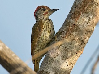  - Mombasa Woodpecker