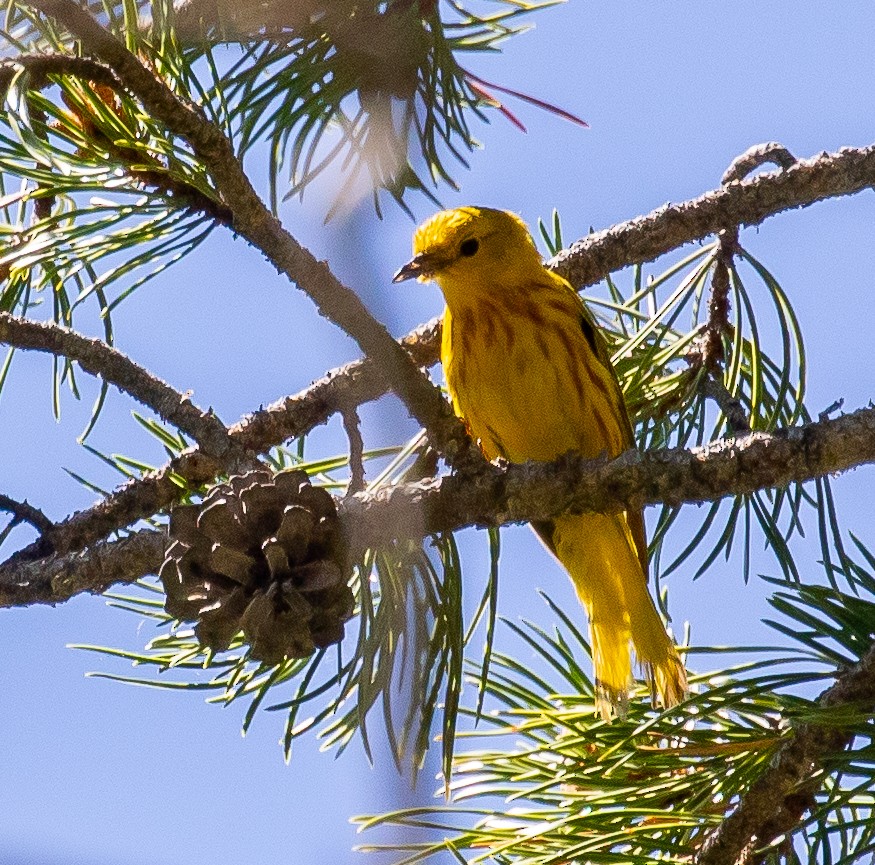 Yellow Warbler - Cris Heins