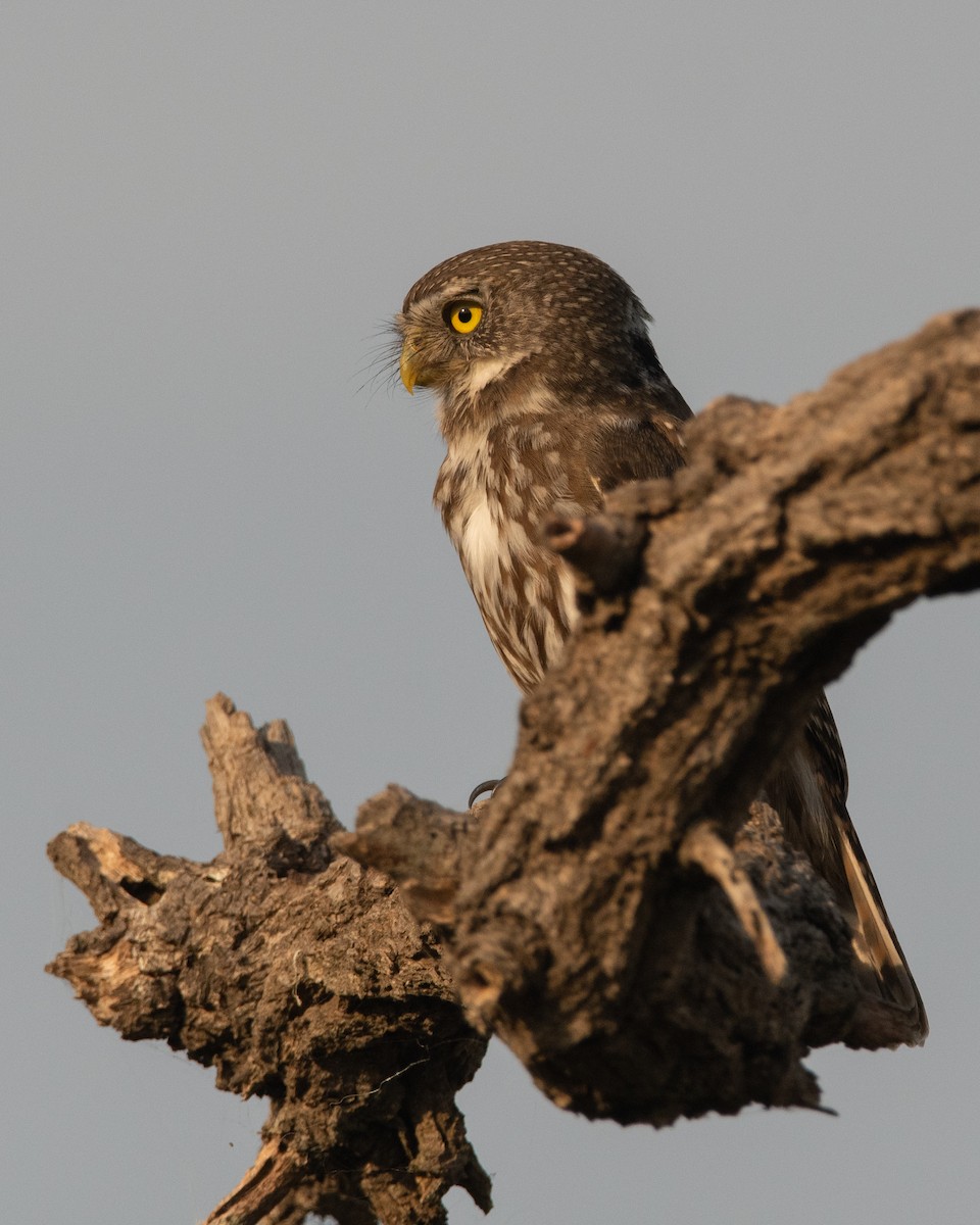 Ferruginous Pygmy-Owl - Pablo Re