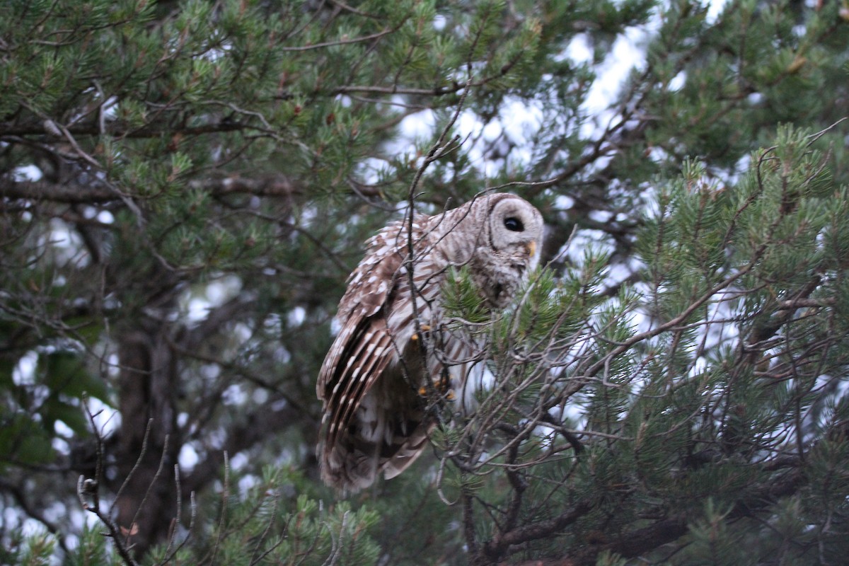Barred Owl - ML251328351