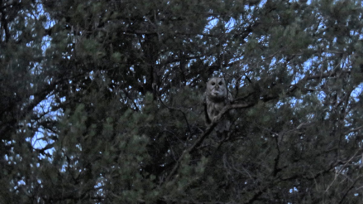 Barred Owl - ML251329681