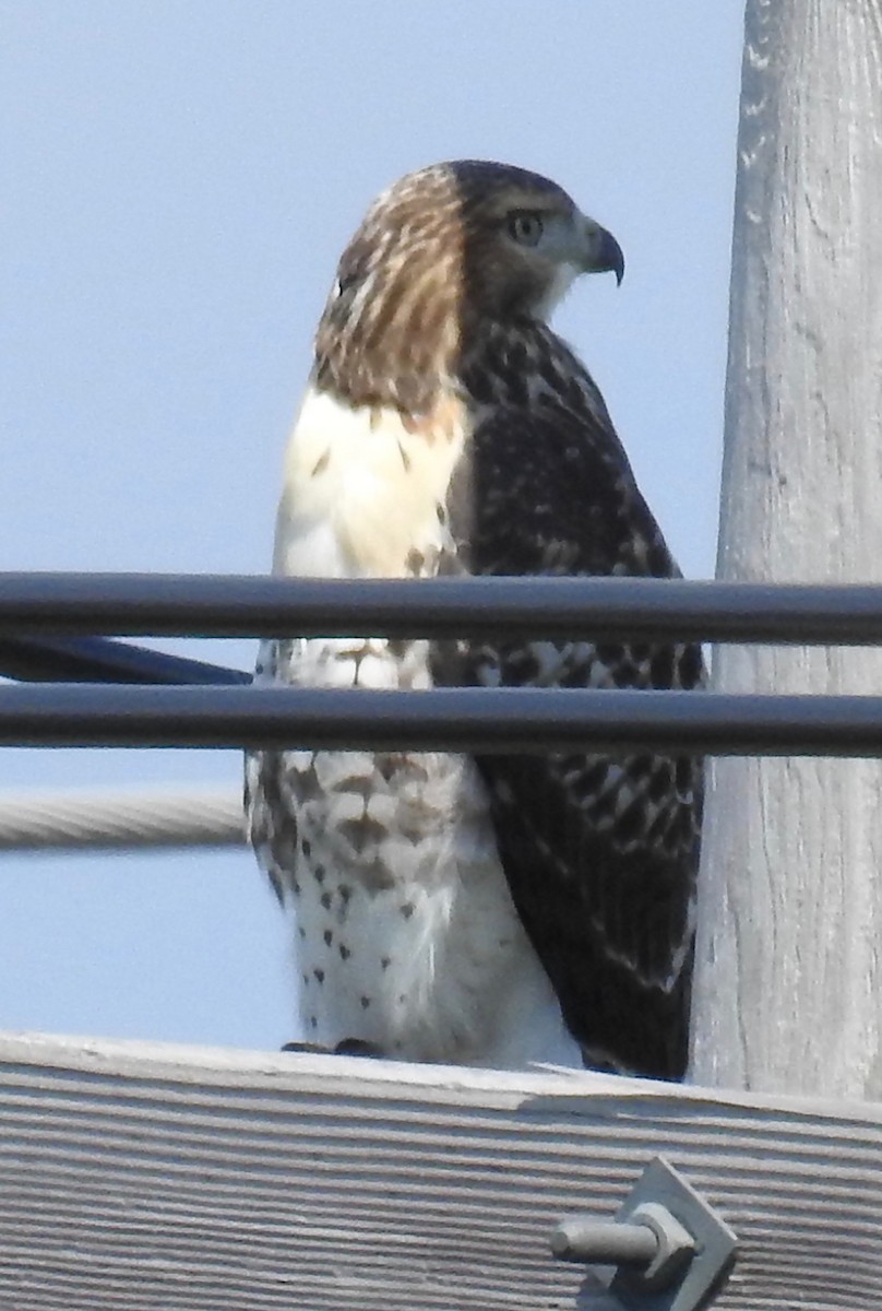 Red-tailed Hawk - ML251330751