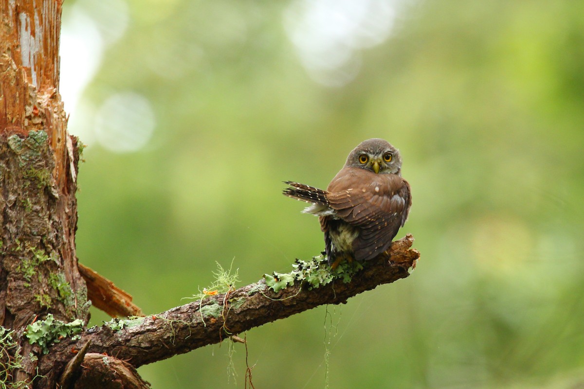 Northern Pygmy-Owl - ML251333031