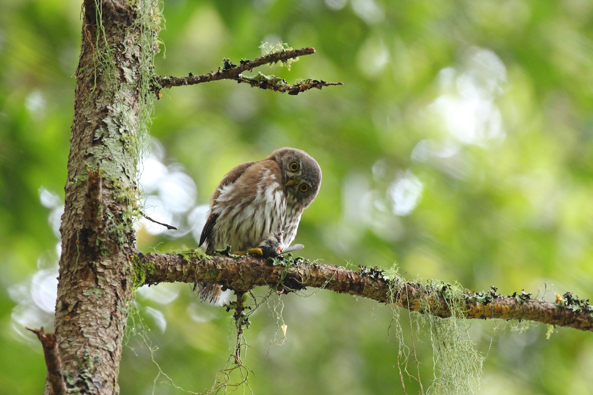 Northern Pygmy-Owl - ML251333171