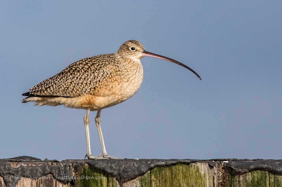 Long-billed Curlew - ML25134381