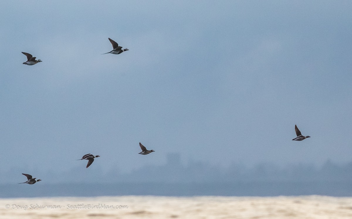 Long-tailed Duck - Westport Seabirds