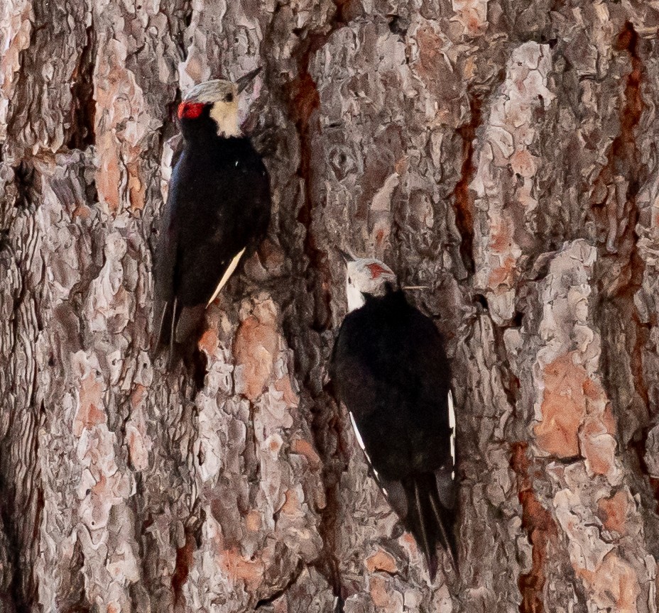 White-headed Woodpecker - Cris Heins