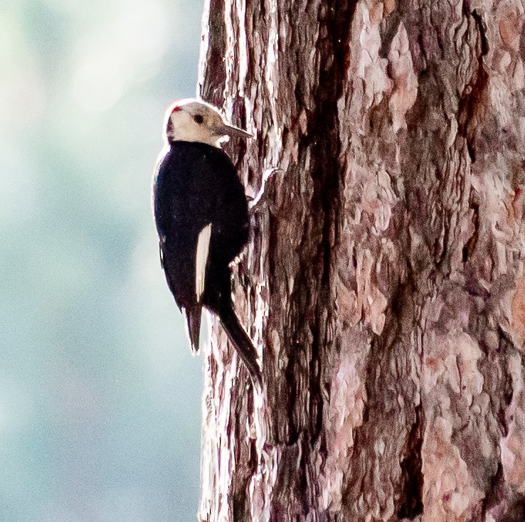 White-headed Woodpecker - ML251346421