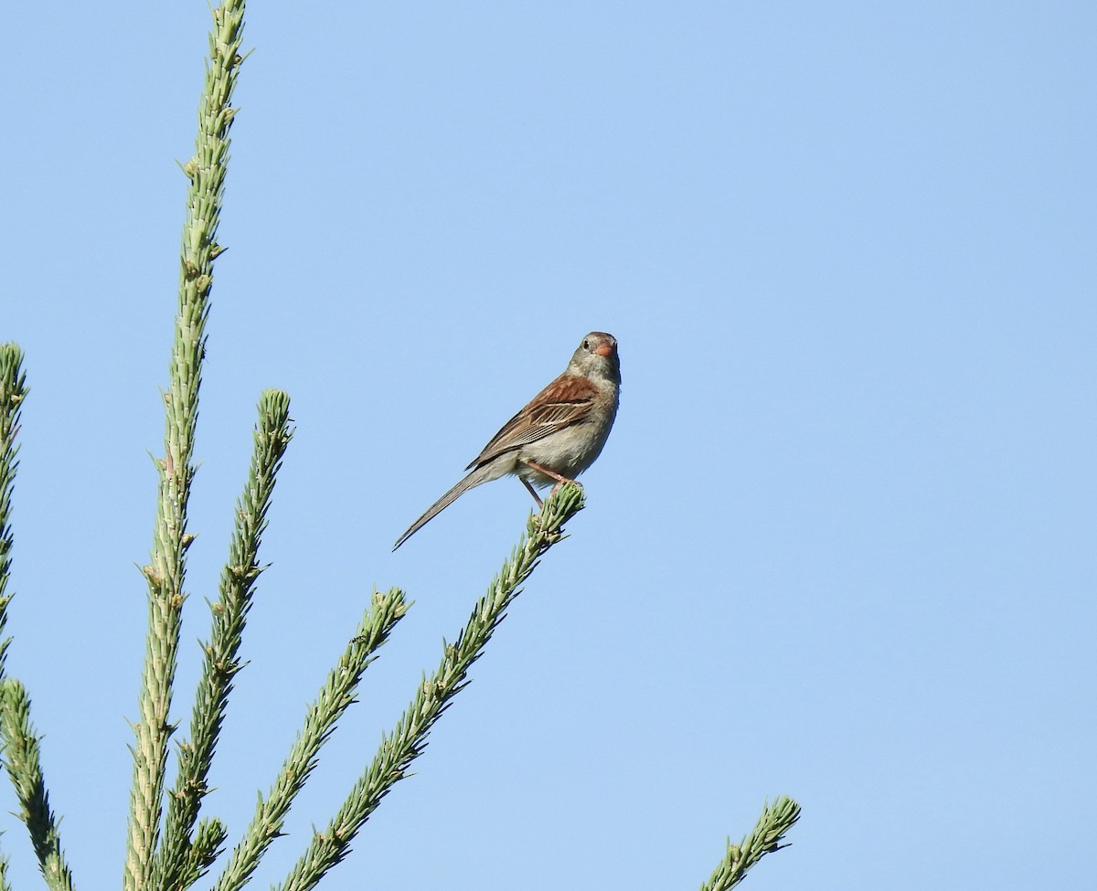 Field Sparrow - ML251346531