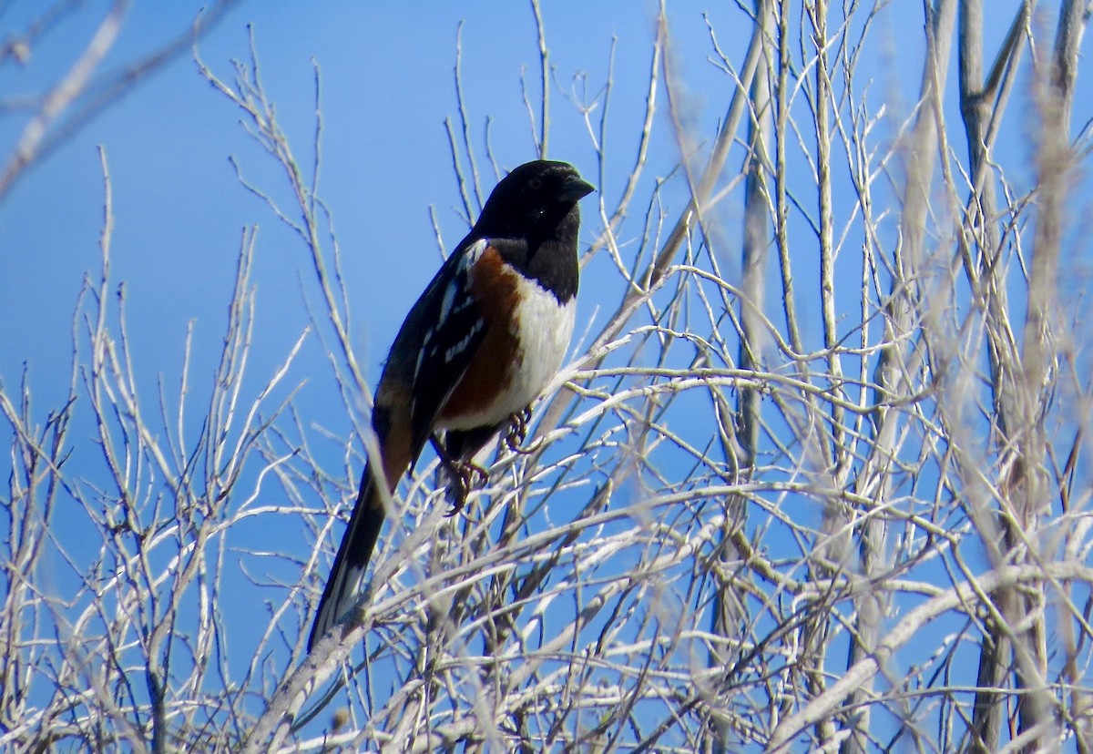 Spotted Towhee - Adam Dudley