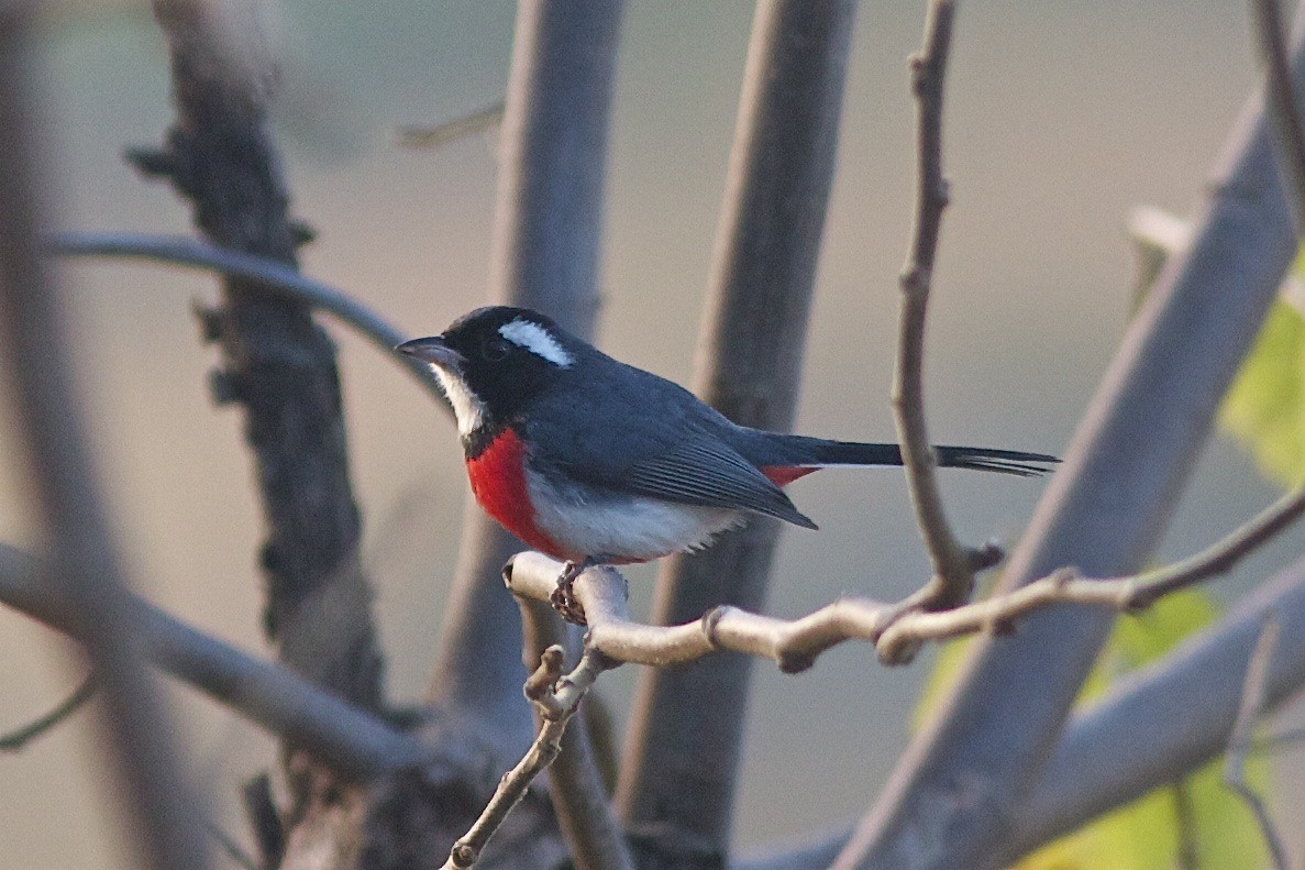 Red-breasted Chat - ML251354441