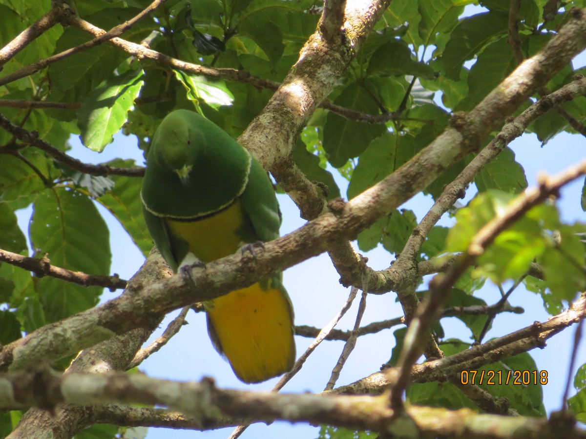 Cloven-feathered Dove - ML251354481