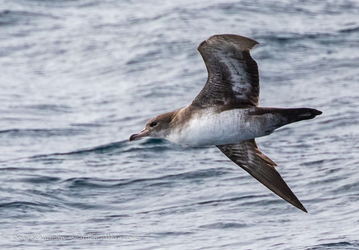 Pink-footed Shearwater - ML25135571