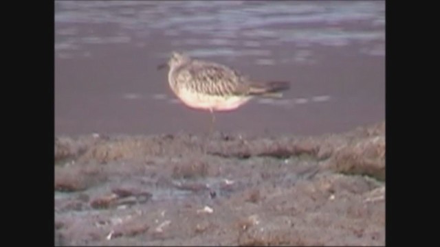 Great Knot - ML251362361