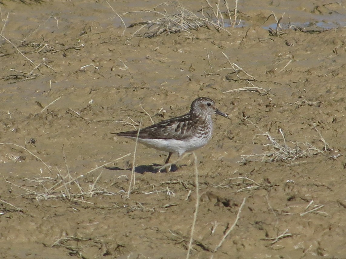 Least Sandpiper - Kathy Mihm Dunning
