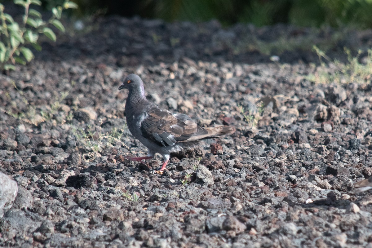 Rock Pigeon (Feral Pigeon) - ML251368141