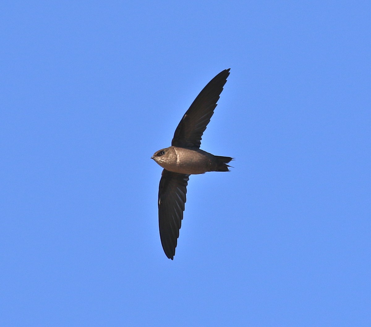 Vaux's Swift - Pair of Wing-Nuts