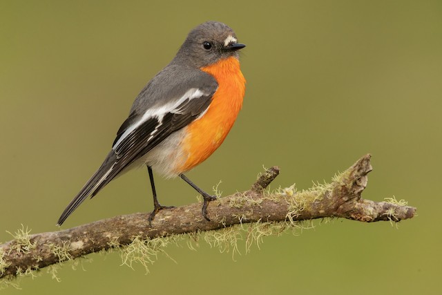 Flame Robin - eBird