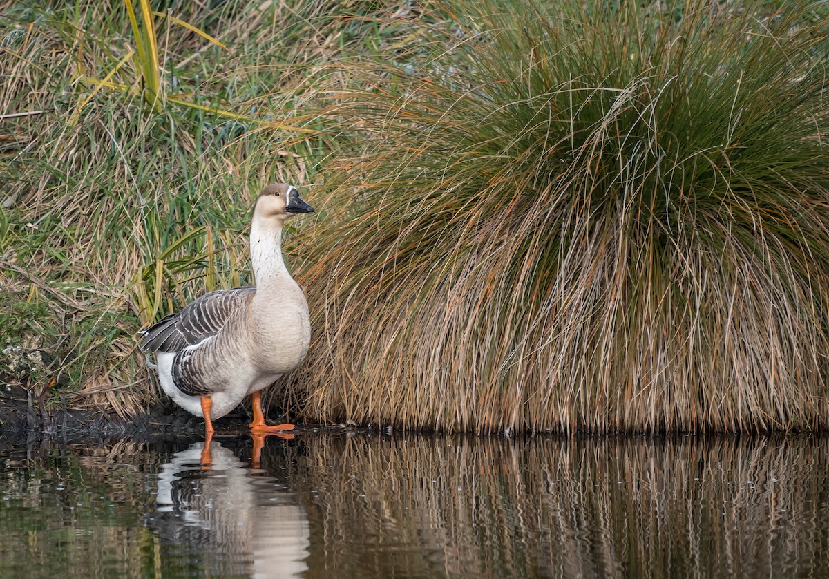 Swan Goose - Donavin de Jager