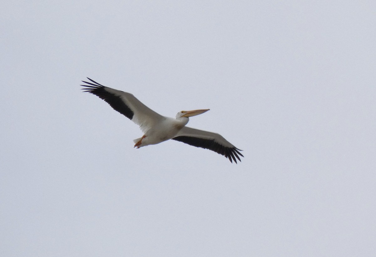American White Pelican - John Callender