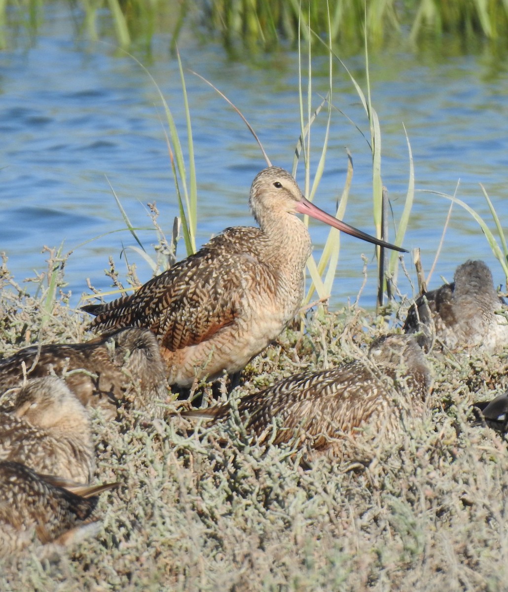 Marbled Godwit - Anonymous