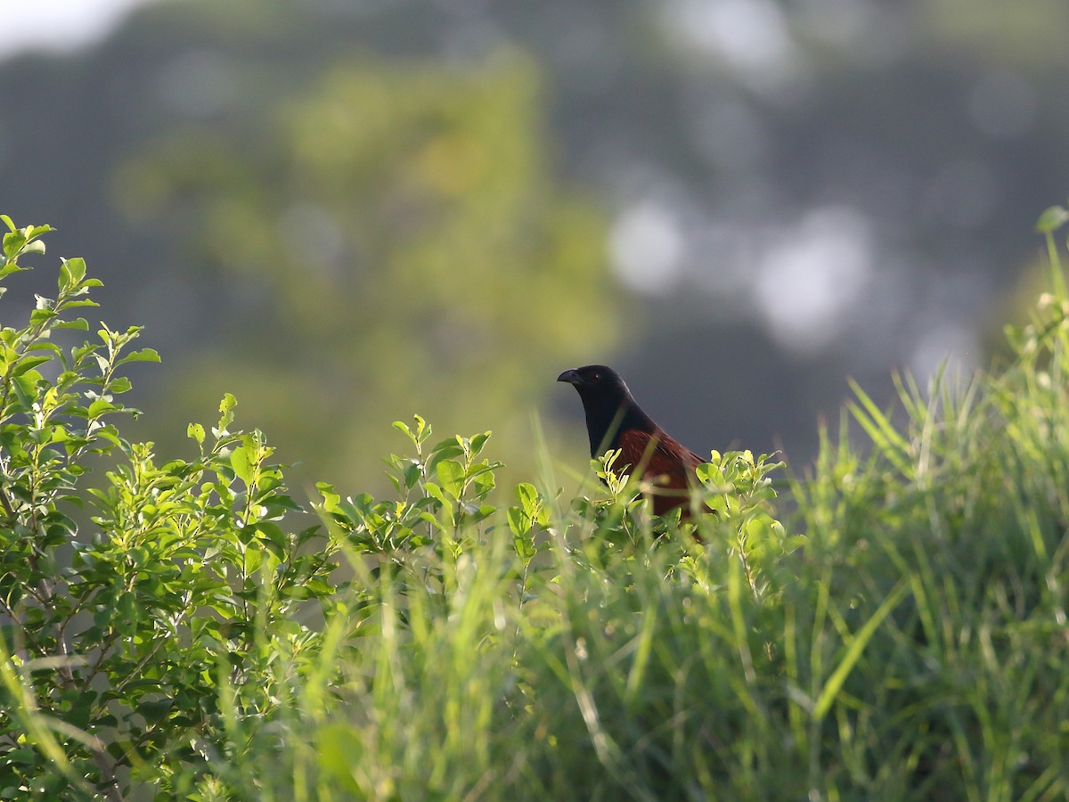 Black Coucal - Keith Valentine