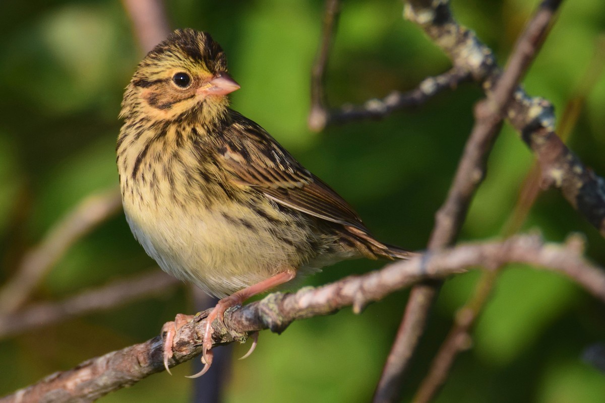 Savannah Sparrow - ML251385011