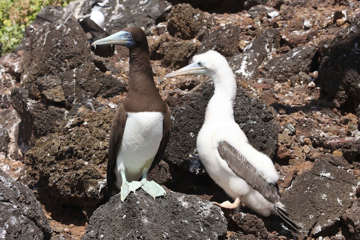 Brown Booby - ML251386551