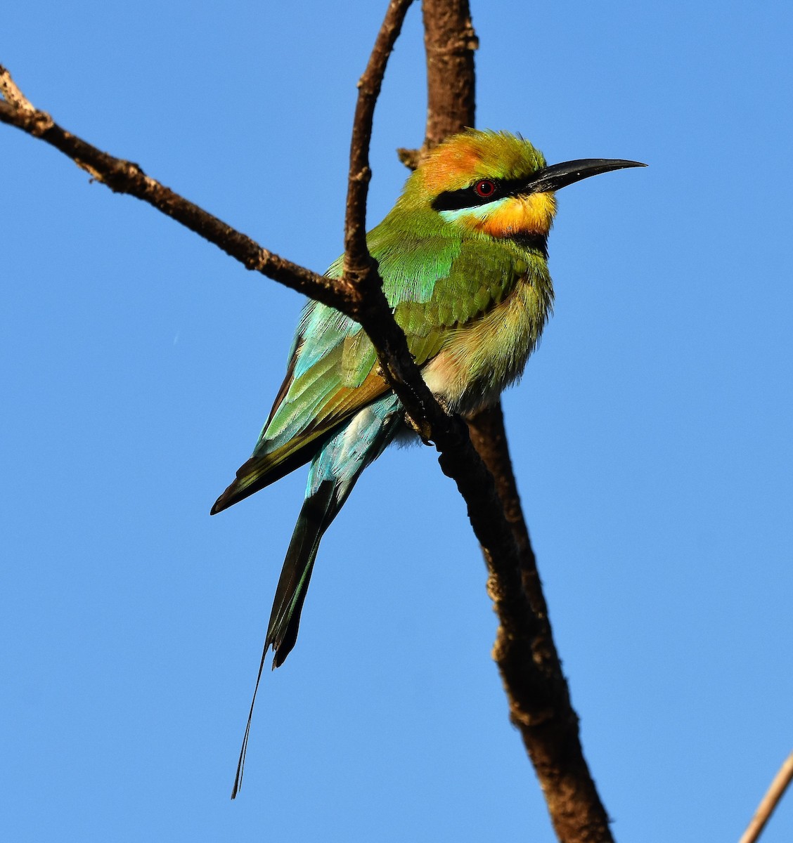 Rainbow Bee-eater - Cheryl and Paul Curran