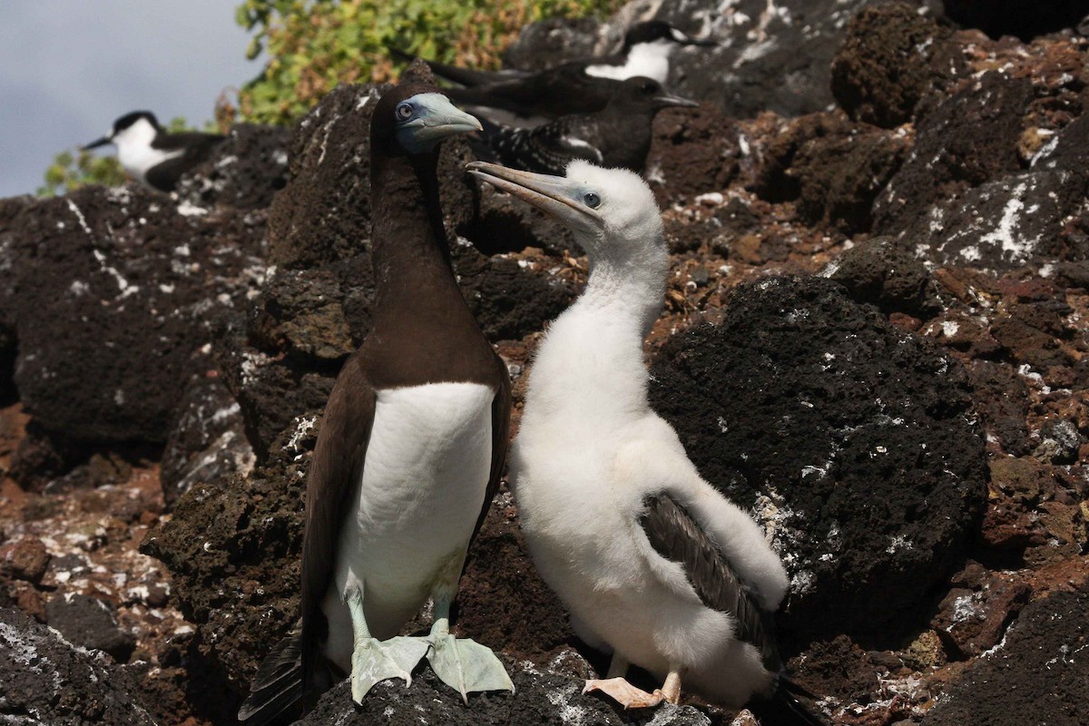 Brown Booby - ML251386821
