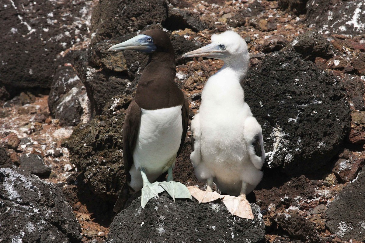 Brown Booby - ML251386941