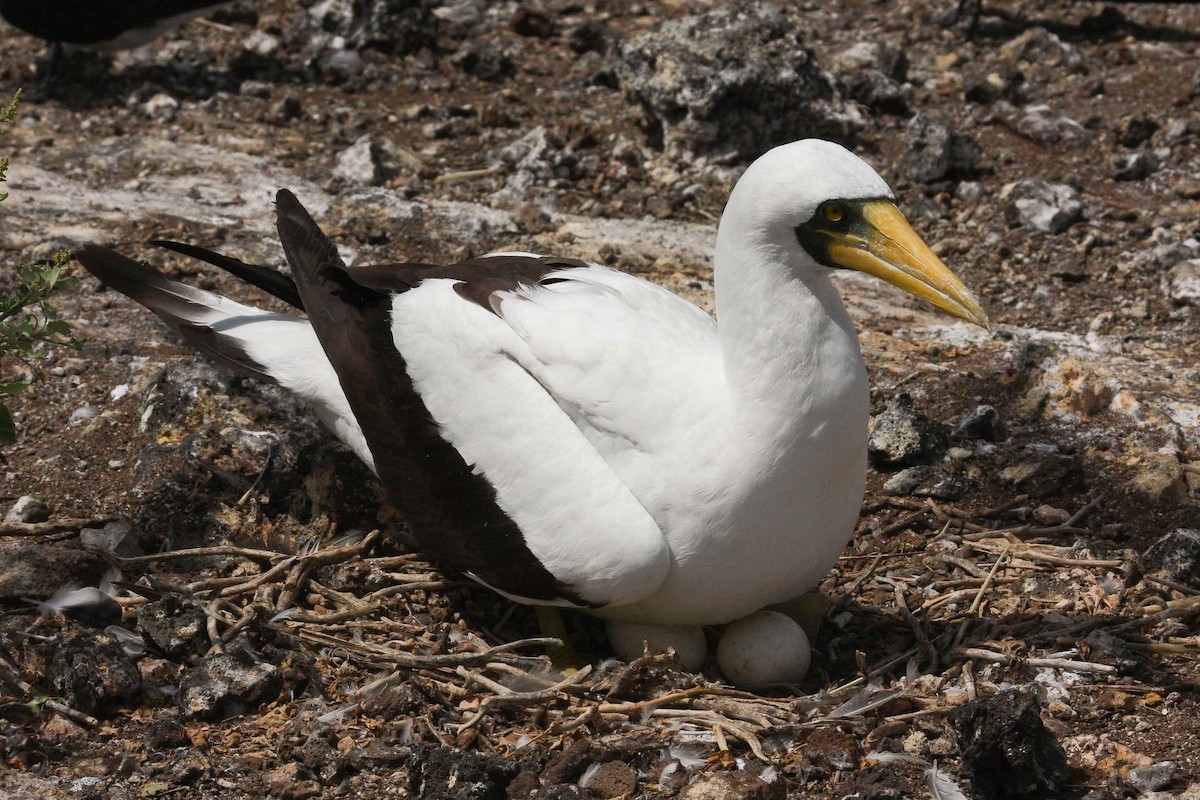 Masked Booby - ML251388171