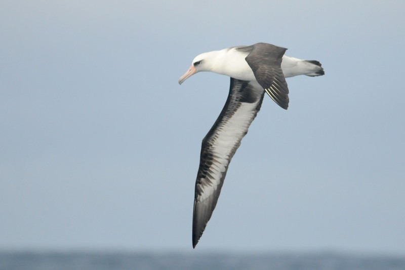 Laysan Albatross - Ryan Merrill