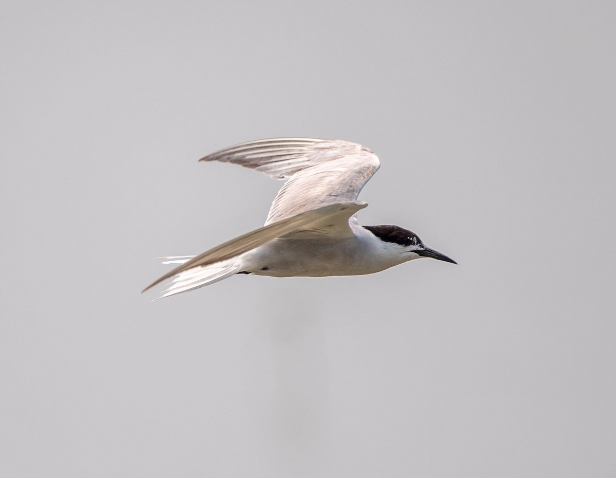 Common Tern - ML251390641