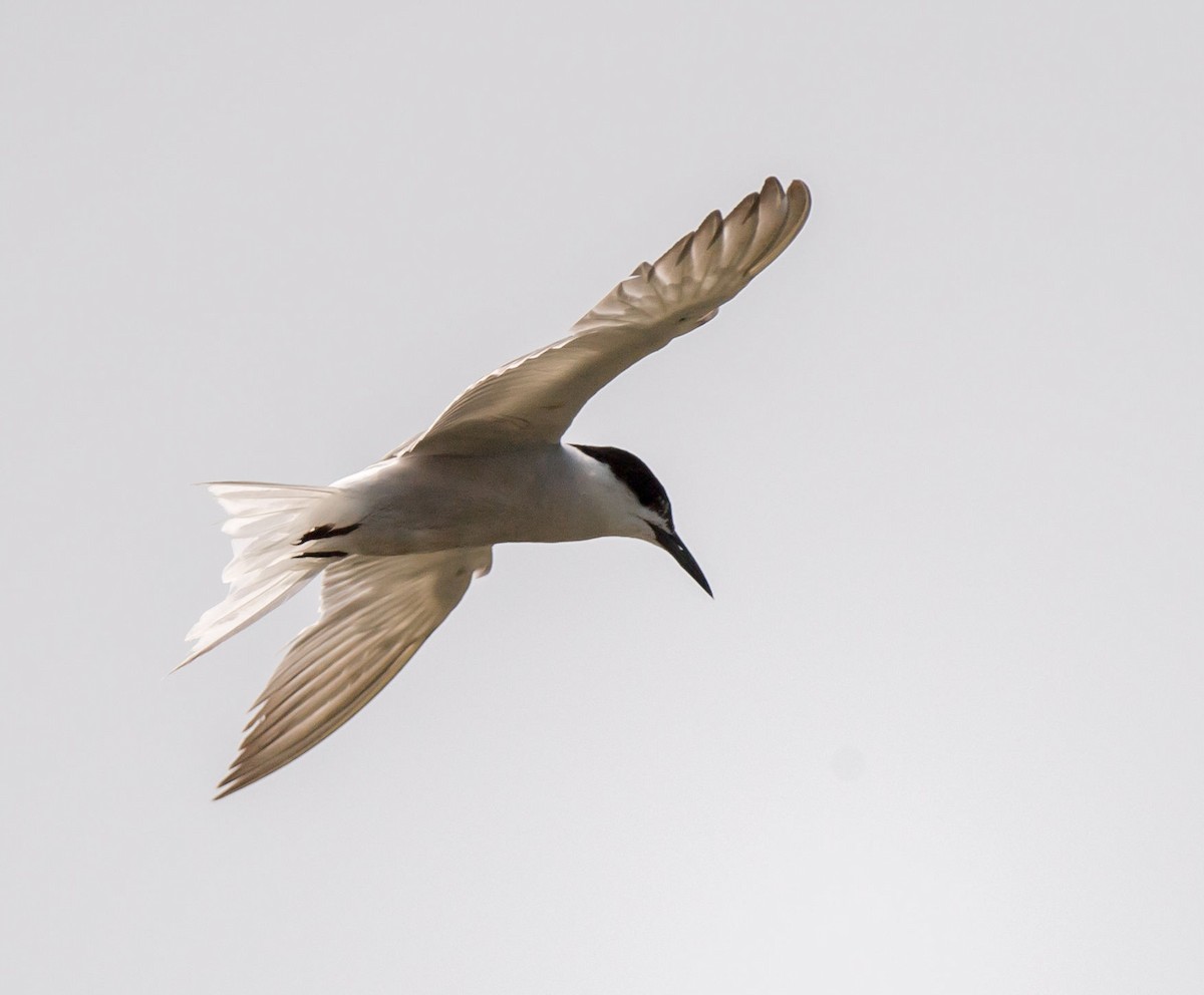 Common Tern - ML251390681