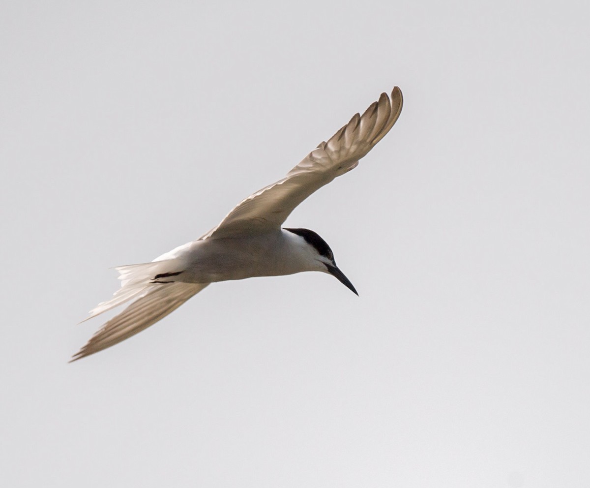 Common Tern - ML251390701