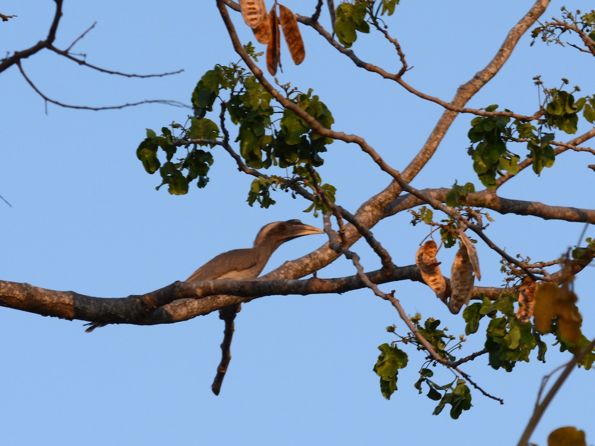 Indian Gray Hornbill - Kartik Varma Namburi