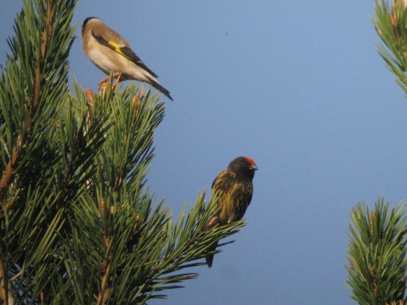 European Goldfinch (European) - Dermot Breen