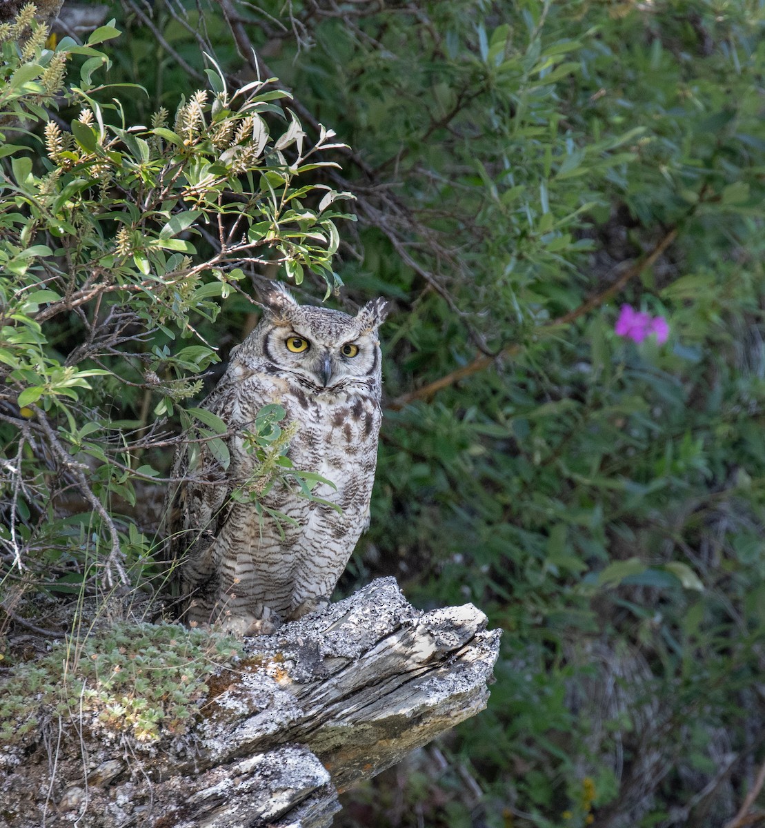 Great Horned Owl - Kate Persons