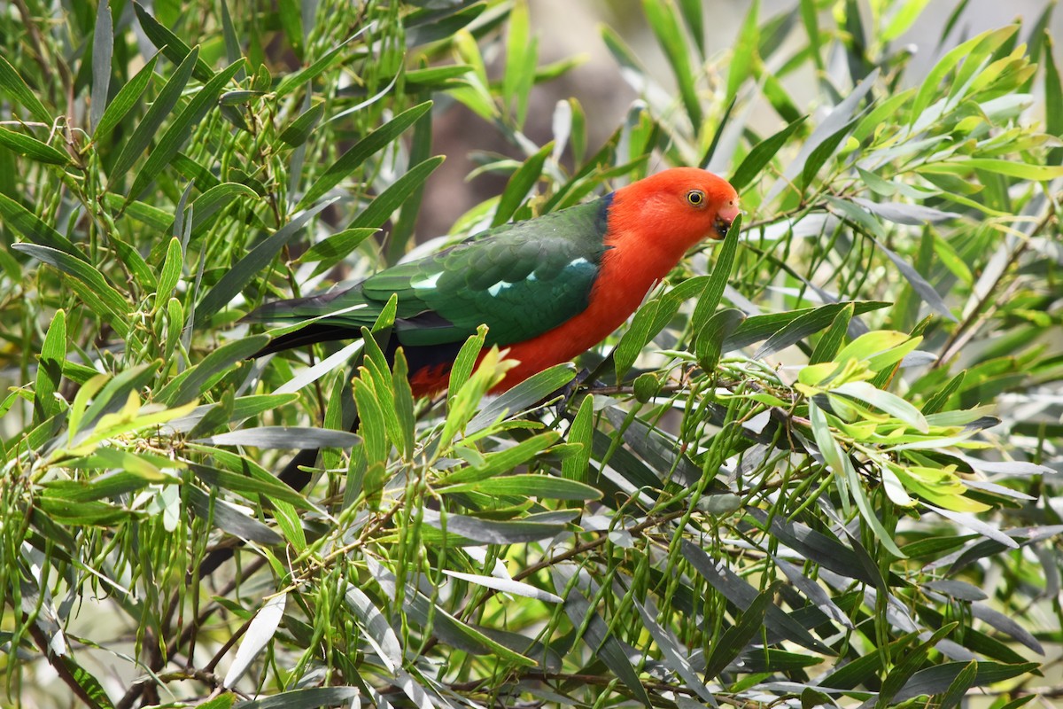 Australian King-Parrot - Belinda Wilson