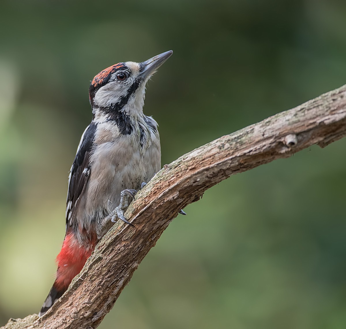 Great Spotted Woodpecker - Pascal De Munck