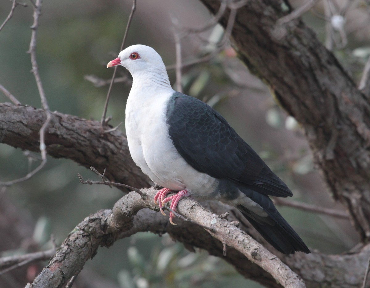 White-headed Pigeon - ML251406351