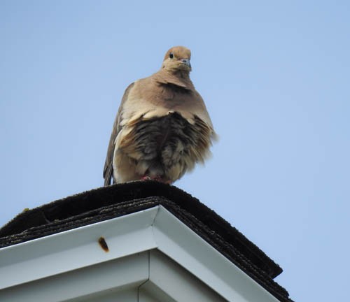 Mourning Dove - Julie Perrin