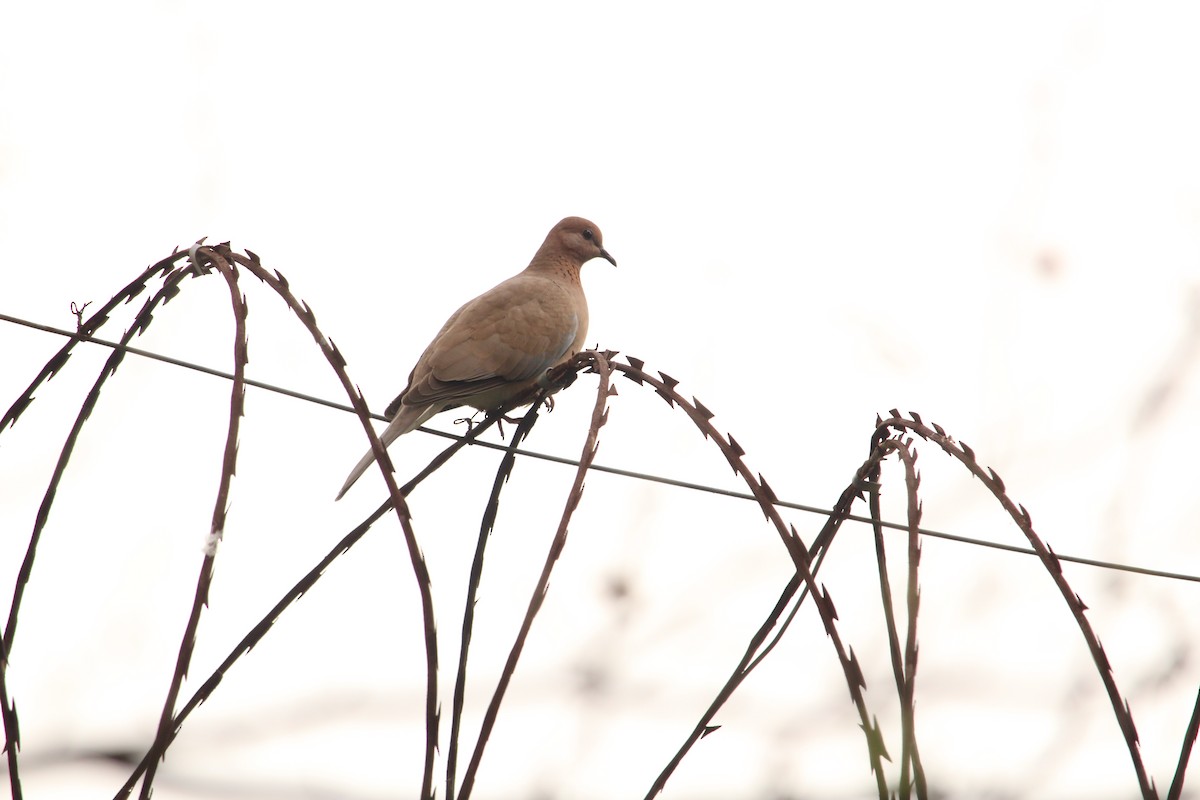 Laughing Dove - ML251407451