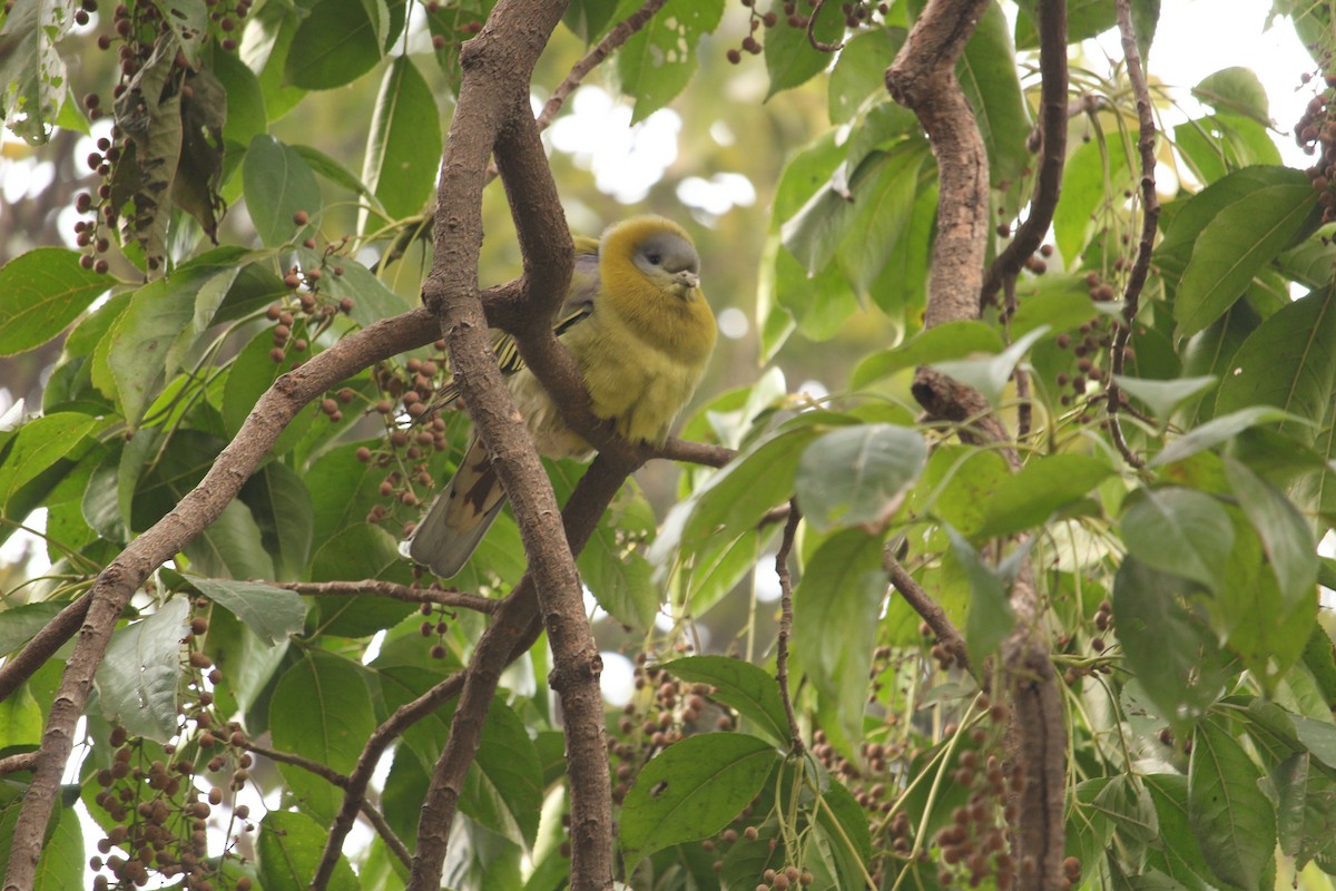 Yellow-footed Green-Pigeon - ML251408071